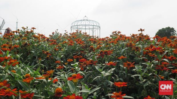 Chung She Flower Garden, Taman Bunga Fotogenik di Taiwan