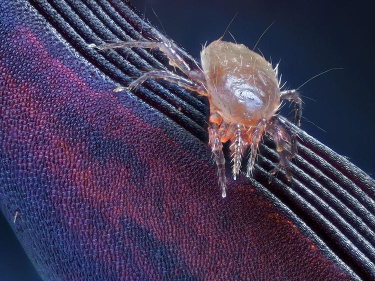 Seperti Pakai Mikroskop, Deretan Foto Mikro Ini Bikin Ngeri