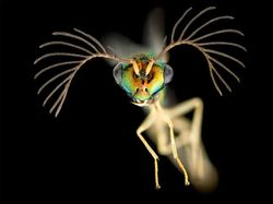 Seperti Pakai Mikroskop, Deretan Foto Mikro Ini Bikin Ngeri