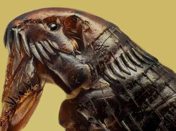 Seperti Pakai Mikroskop, Deretan Foto Mikro Ini Bikin Ngeri