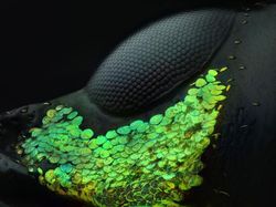 Seperti Pakai Mikroskop, Deretan Foto Mikro Ini Bikin Ngeri