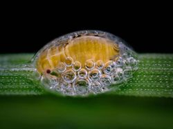 Seperti Pakai Mikroskop, Deretan Foto Mikro Ini Bikin Ngeri