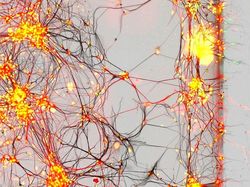 Seperti Pakai Mikroskop, Deretan Foto Mikro Ini Bikin Ngeri