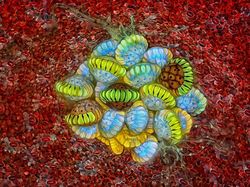 Seperti Pakai Mikroskop, Deretan Foto Mikro Ini Bikin Ngeri