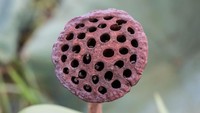 Fobia terhadap benda berlubang lazim disebut trypophobia. Foto biji bunga teratai yang mengering adalah salah satu yang bikin pengidapnya selalu merinding. (Foto: iStock) 