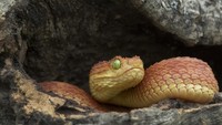 Fobia pada ular atau ophidiophobia dipercaya sebagai mekanisme pertahanan diri dari hewan berbisa. Menurut penelitian, mayoritas pengidapnya belum pernah punya pengalaman buruk dipatuk ular. (Foto: iStock) 