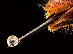 Seperti Pakai Mikroskop, Deretan Foto Mikro Ini Bikin Ngeri