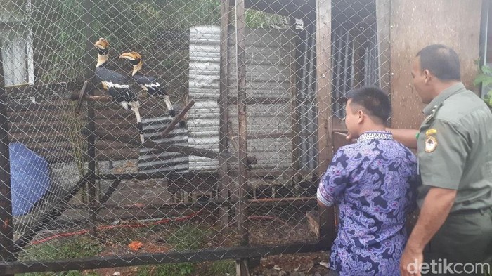BKSDA Aceh Sita 3 Burung Rangkong dan 2 Kukang dari Warga