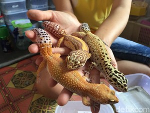 Ternak Tokek Hias, Pemuda Mojokerto Raup Rp 7 Juta Tiap Bulan