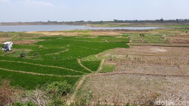 Mengais Rezeki dari Waduk Lalung Karanganyar yang Mengering