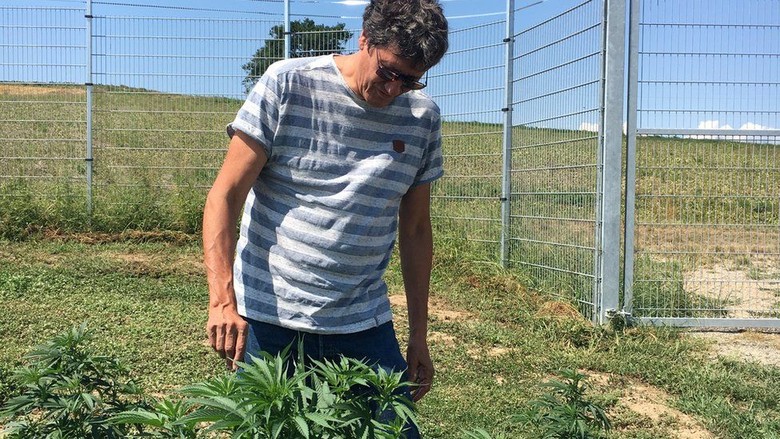 Ketika Swiss Coba Budidayakan Ganja untuk Penggunaan Obat Ketika Swiss Coba Budidayakan Ganja untuk Penggunaan Obat