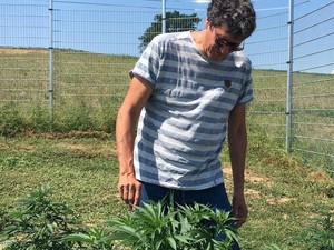 Ketika Swiss Coba Budidayakan Ganja untuk Penggunaan Obat