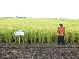 Mentan Genjot Optimalisasi Lahan Rawa untuk Produksi Pangan