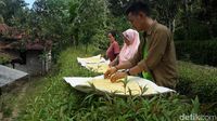 Selain Diracik Jadi Jamu, Temulawak Juga Enak Dibuat Kukis