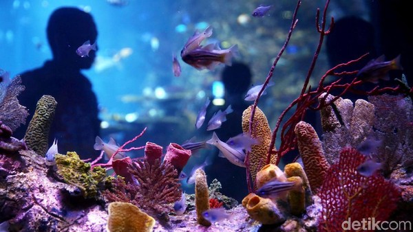 Terumbu-terumbu karang cantik juga menghiasi koleksi Jakarta Aquarium (Agung Pambudhy/detikTravel)