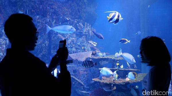 Jakarta Aquarium bisa jadi destinasi untuk seluruh keluarga (Agung Pambudhy/detikTravel)
