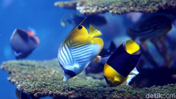 Ikan-ikan cantik dan lucu di Jakarta Aquarium (Agung Pambudhy/detikTravel)