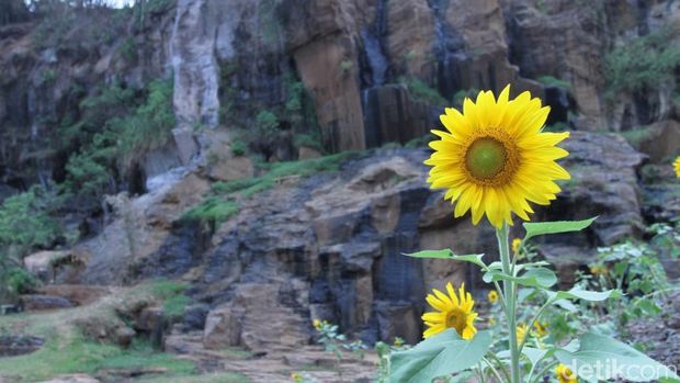 Mau Lihat Bunga  Matahari  Cantik di  Bandung  Ini Tempatnya