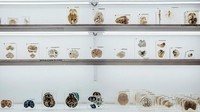 Inilah sebagian koleksi dari Brain Museum di Bangalore, India. Brain Museum jadi museum otak pertama dan satu-satunya di India. Letaknya di dalam kompleks NIMHANS alias National Institue of Mental Health and Neuro Science. (NIMHANS)