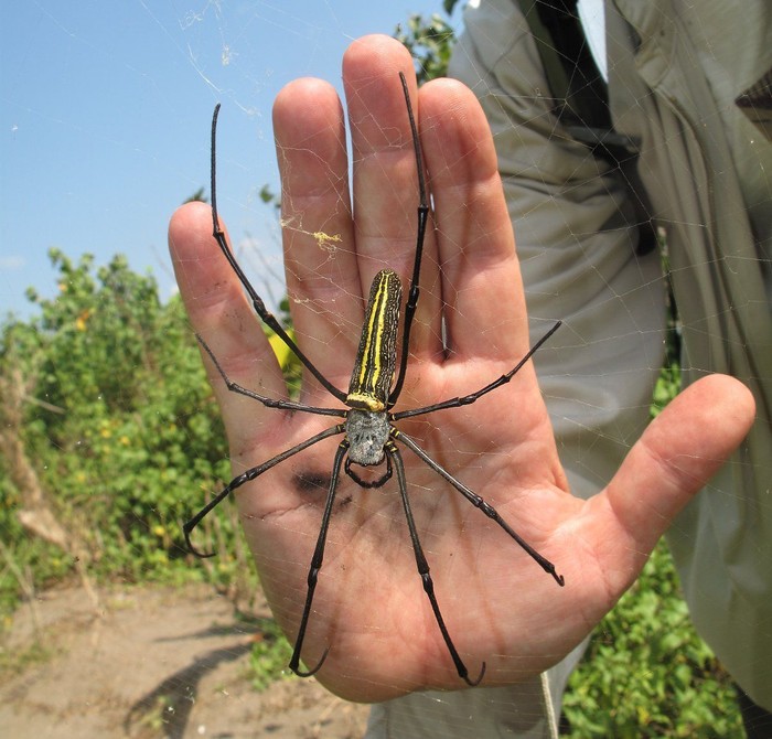 Laba-laba Kayu, Binatang Seram yang Jadi Makanan Populer di Vietnam