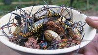 Laba-laba Kayu, Binatang Seram yang Jadi Makanan Populer di Vietnam