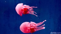 Koleksi ubur-ubur di Jakarta Aquarium (Agung Pambudhy/detikTravel)