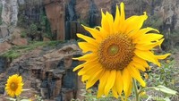 Inilah bunga matahari (Helianthus annuus) yang ada di objek wisata Curug Batu Templek. Keberadaan bunga ini semakin mempercantik kawasan ari terjun di Kecamatan Cimenyan, Kabupaten Bandung ini. (Wisma/detikTravel)