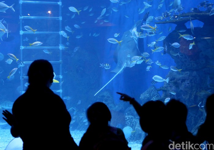 Menteri Kelautan dan Perikanan Susi Pudjiastuti meresmikan Jakarta Aquarium di Neo Soho. Akuarium itu menjadi yang pertama hadir di dalam Mall di Indonesia.