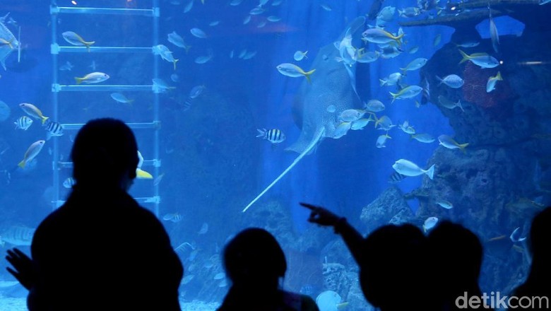 Saat Menteri Susi Resmikan Jakarta Aquarium di Neo Soho Menteri Kelautan dan Perikanan Susi Pudjiastuti meresmikan Jakarta Aquarium di Neo Soho. Akuarium itu menjadi yang pertama hadir di dalam Mall di Indonesia.