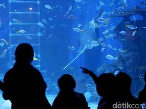 Keliling Nusantara Sambil Lihat Ikan di Jakarta Aquarium