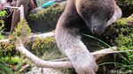 Foto: Beginilah Kanguru Papua