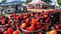 Festival Bubur hingga Panen Buah Cherry, Ini 5 Festival Makanan Unik di Dunia