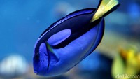 Mau lihat ikan yang mirip Dory, juga ada di sini (Agung Pambudhy/detikTravel)