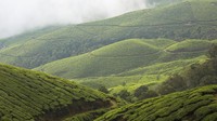 Bunga di negara India ini memang sangat spesial dan langka di dunia. Bunga Neelakurinji mekar setiap 12 tahun sekali di Kerala, India barat daya, 45 km dari Munnar atau 590 km dari Chennai(Mayank Soni/BBC Travel)