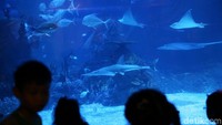 Inilah Jakarta Aquarium, akuarium dengan koleksi berbagai 600 satwa di Neo Soho, Jakarta Barat (Agung Pambudhy/detikTravel)