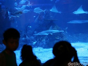 Hewan Laut Unik dan Aneh Hadir di Jakarta Aquarium, Seperti Apa Ya?