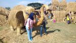 Foto: Uniknya Puluhan Patung Jerami di Grobogan