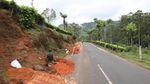 Foto Bunga Terlangka di Dunia, Mekar 12 Tahun Sekali