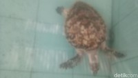 Menurut pengelola, konservasi ini bermula dari kesadaran masyarakat untuk melestarikan penyu karena reklamasi Pulau Serangan (Aditya/detikTravel)