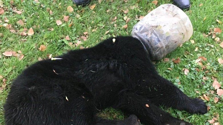 Kisah Anak Beruang yang Kepalanya Terjebak di Toples Plastik 3 Hari Kisah Anak Beruang yang Kepalanya Terjebak di Toples Plastik 3 Hari