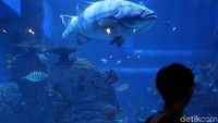 Koleksi paling populer adalah ikan kerapu dengan berat 300 kilogram, asalnya dari Indonesia lho (Agung Pambudhy/detikTravel)
