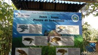Inilah Pusat Pendidikan dan Konservasi Penyu yang terletak di kawasan Serangan, Denpasar Selatan (Aditya/detikTravel)