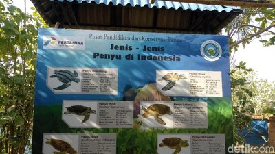 Foto: Melihat Pusat Konservasi Penyu di Denpasar Selatan