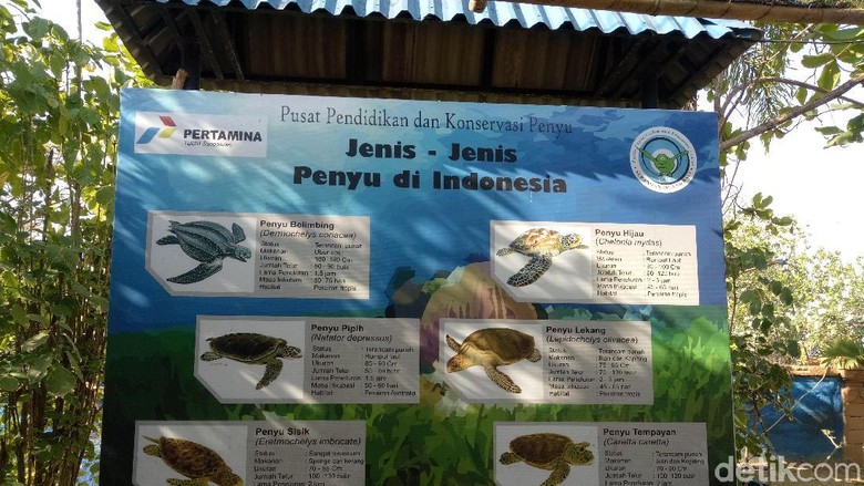 Foto: Pusat konservasi penyu di Bali (Ditya/detikTravel) Foto: Pusat konservasi penyu di Bali (Ditya/detikTravel)