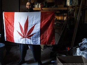 Redam Kejahatan Terorganisir, Kanada Legalisasi Konsumsi Ganja