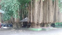 Kebiasaan mengikat akar beringin itu pernah dilarang, karena mengganggu kenyamanan, kelihatannya kurang bersih. Tapi Juru Kunci Makam Loang Baloq susah melarang mereka (Harianto/detikTravel)