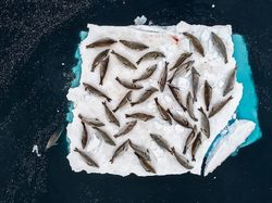 Karya Jawara Wildlife Photographer 2018 yang Bikin Mata Terpukau