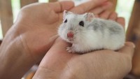 Jawabannya adalah hewan hamster. (Foto: detikHealth) 