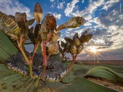 Karya Jawara Wildlife Photographer 2018 yang Bikin Mata Terpukau