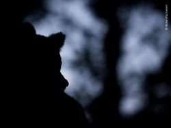 Karya Jawara Wildlife Photographer 2018 yang Bikin Mata Terpukau